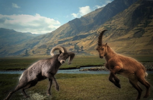 Daniels Goat and Ram