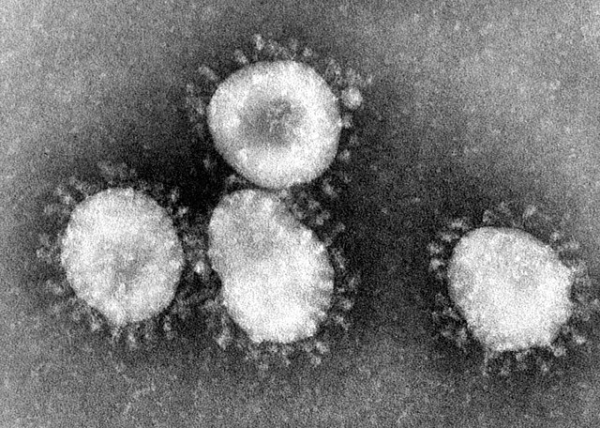 Covid 19 Virus